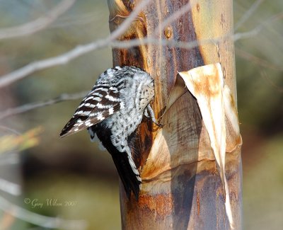 Bird eating Tree ? No just a Ladder-backed Woodpecker hard at work