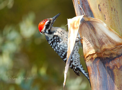 Ladder-backed Woodpecker stopping to pose for pictures