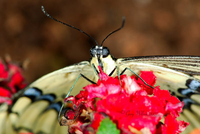 Up close Giant Swallowtail