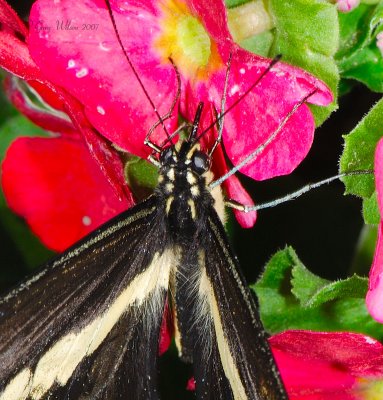 Up close Giant Swallowtail