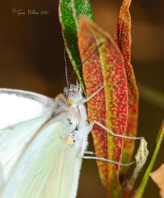 Up Close Southern White