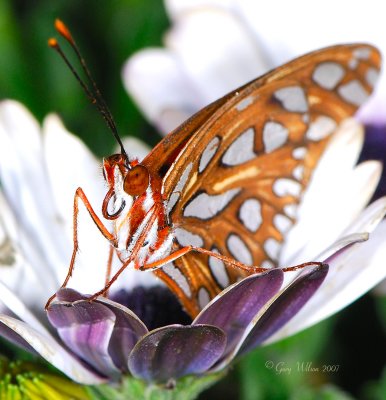 Up Close Gulf Fritillary