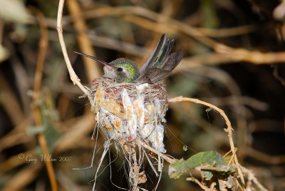 1st Female Broad-billed Nesting