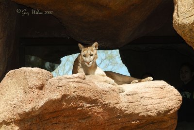 Puma / Sonora Desert Museum