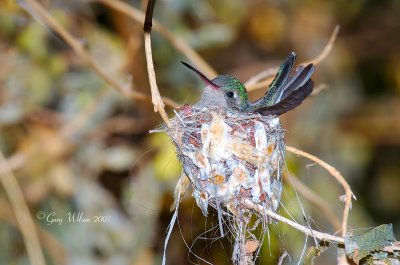 Curious Nesting Female Braod-billed