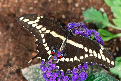 Giant Swallowtail