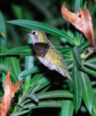 Female Anna in flight