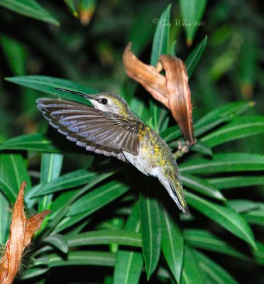 Female Anna in flight