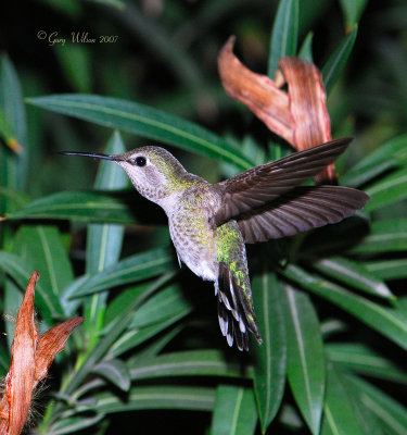 Female Anna in flight