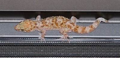 Mediterranean Gecko - He's a long ways from home.
