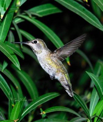 Female Anna in flight #1