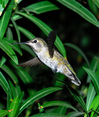 Female Anna in flight #2