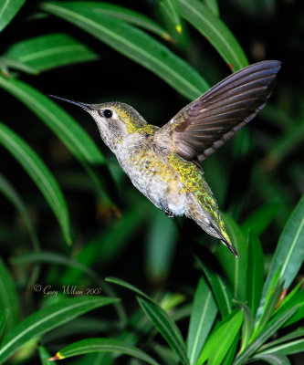 Female Anna in flight #5