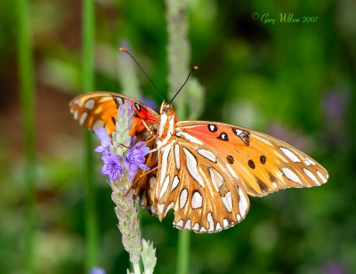 Gulf Fritillary