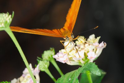 Orange Julia