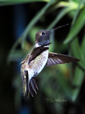 Male Black-chinned