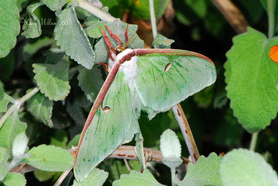 A Luna Moth catching some daytime sleep