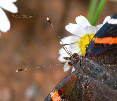 Close-up of Red Admiral