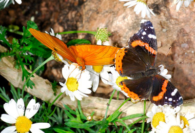 Julia and Red Admiral