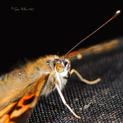 Close-up of a Painted Lady