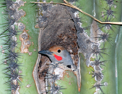 Gilded Flicker at home in a Saguaro