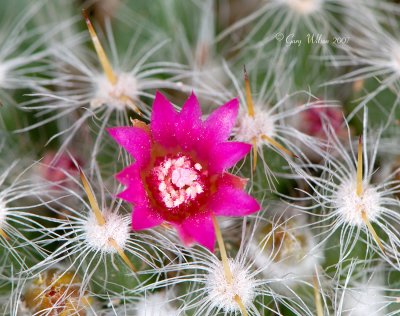 Small cactus blossom - less then 1/4 inch across