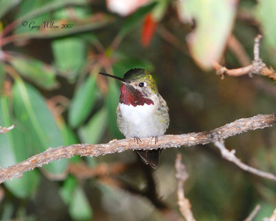 Male Broad-Tailed hiding in a bush