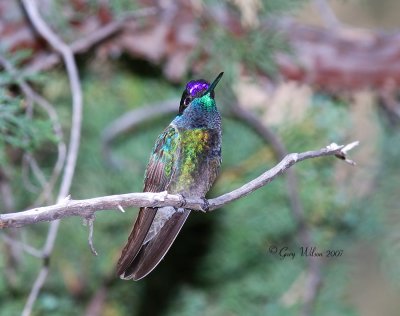 Male Magnificent  flashing his colors