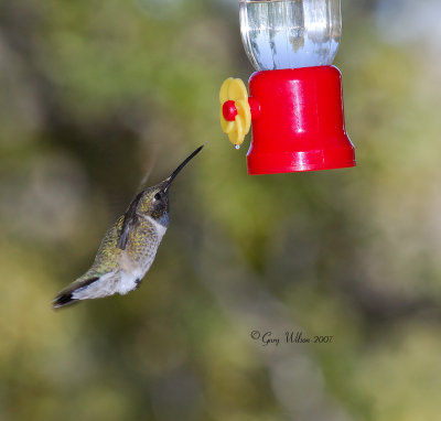 Black-chinned zeroing in on his target