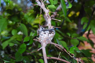 Black-chinned babies in a nest