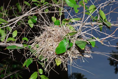 Verdin nest overview