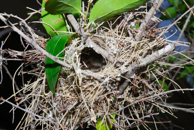 Verdin nest entrance