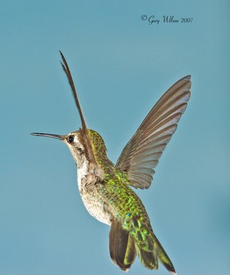 Female Anna making her escape