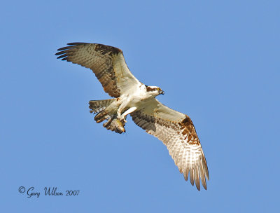 Osprey after the hunt