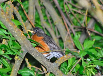 Robin hiding out