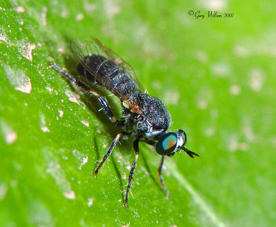 Just a Fly