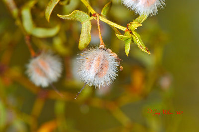 Seed from a Creosote Bush
