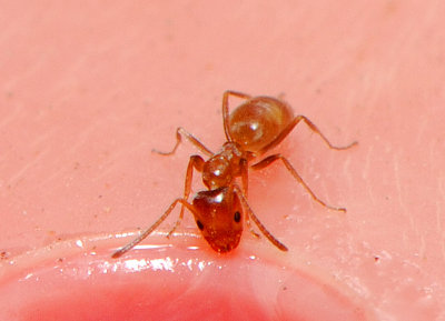 Fire Ant - 2mm long