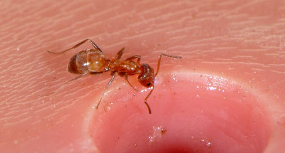 Fire Ant having dinner