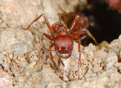 Mountain Red Ant