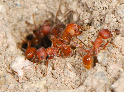 Mountain Red Ant nest