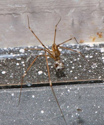 Spider and Eggs?