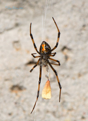 Young Black Widow