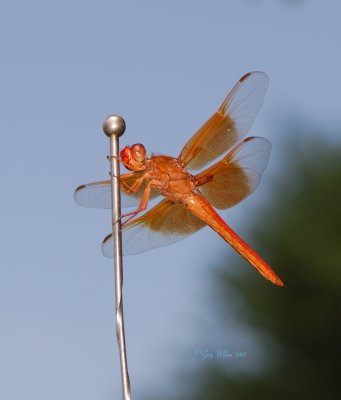 Flame Skimmer -  Antenna Ornament?