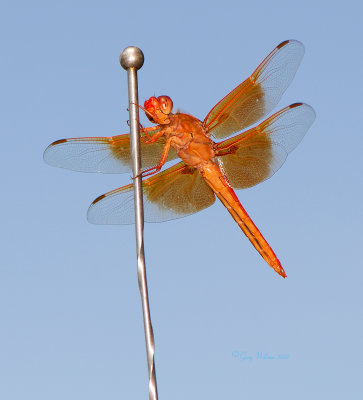 Flame Skimmer - Love at first sight