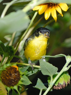 Lesser Goldfinch