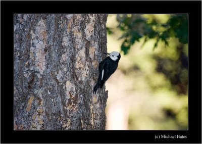 Woodpeckers