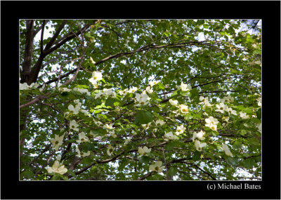 The Dogwood Tree's of the Bernardino's
