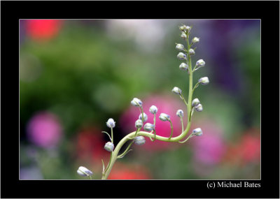 Flowers/Fauna