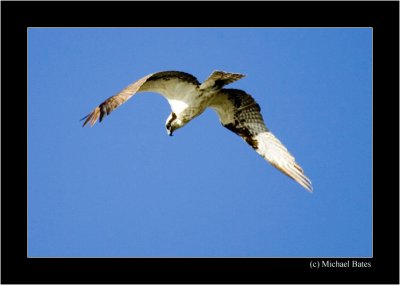 Osprey